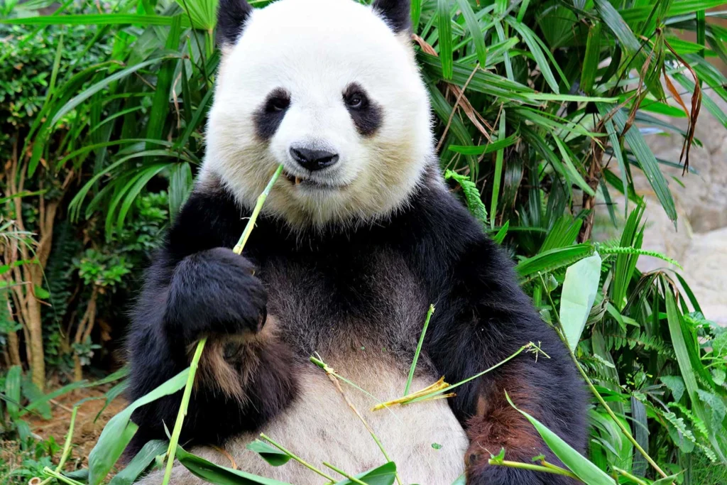 First Trip to China — Day 08 — Chengdu’s Pandas and Chongqing