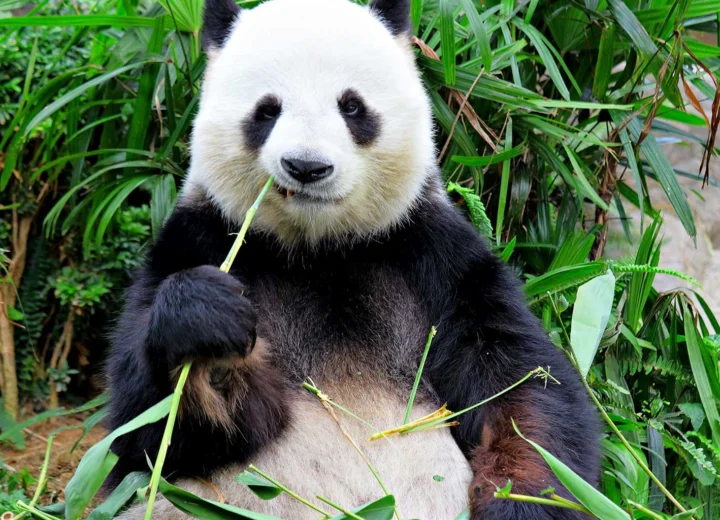 First Trip to China — Day 08 — Chengdu’s Pandas and Chongqing