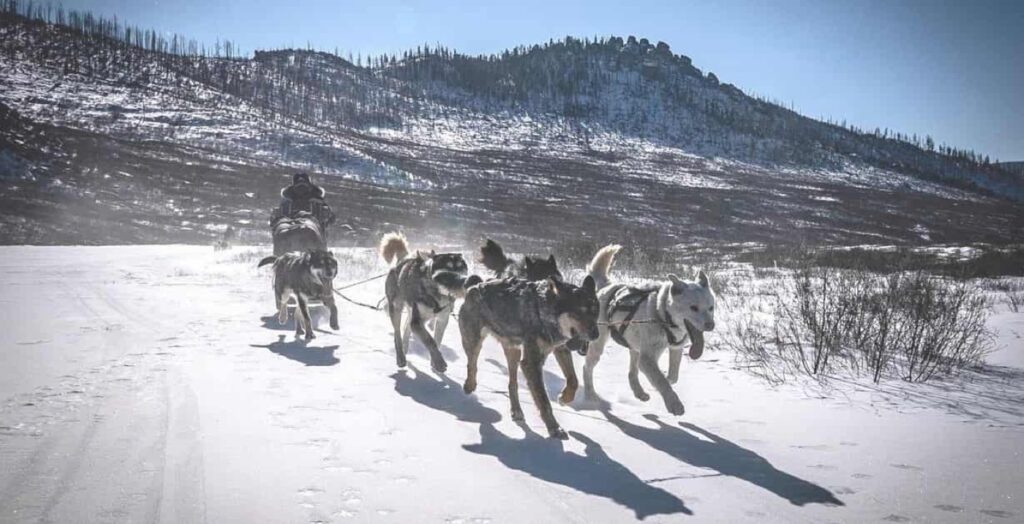 Chien de traîneau au Khagiin Khuul Nuur — étape 02 — Khustai vers Terelj
