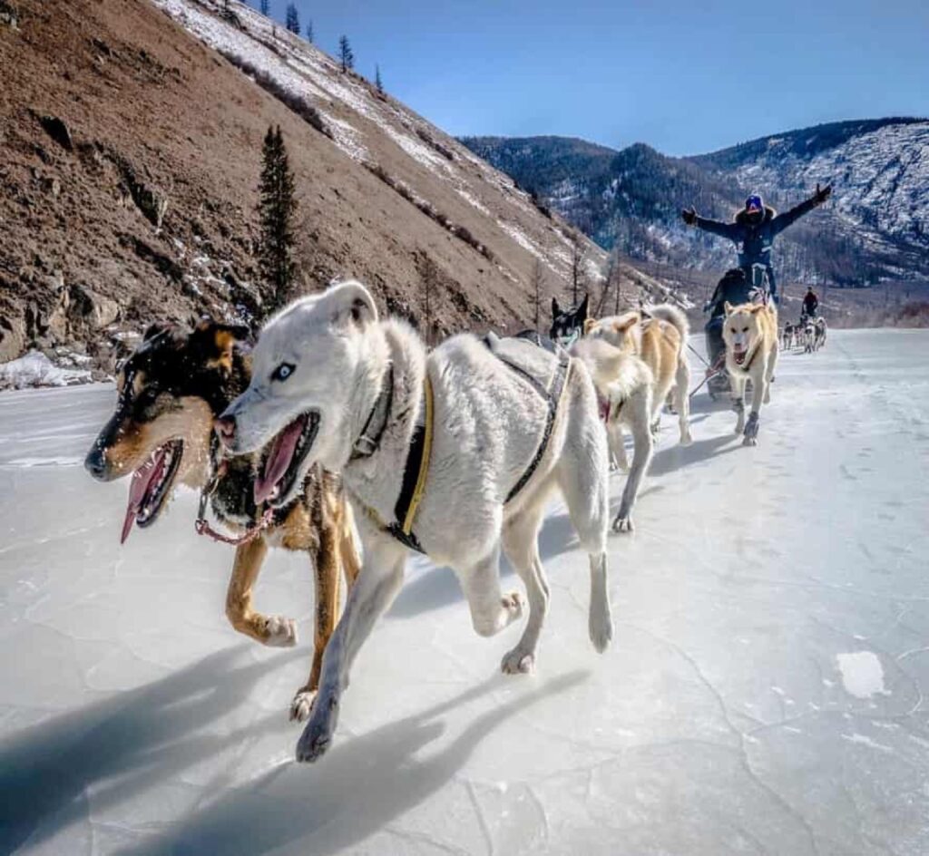 Chien de traîneau au Khagiin Khuul Nuur — étape 06 — Lac Khagiin Khuul Nuur