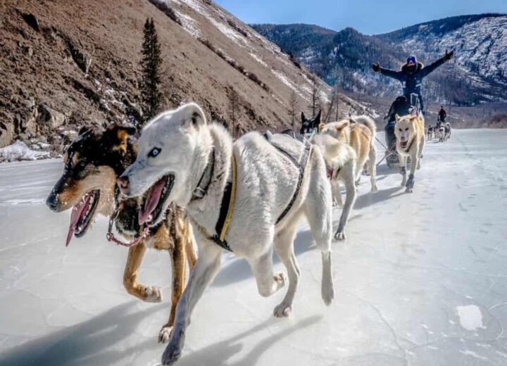 Chien de traîneau au Khagiin Khuul Nuur — étape 06 — Lac Khagiin Khuul Nuur