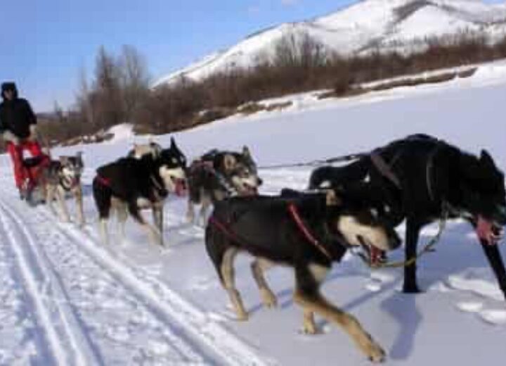 Chien de traîneau dans le Khentii — étape 08 — Vol international
