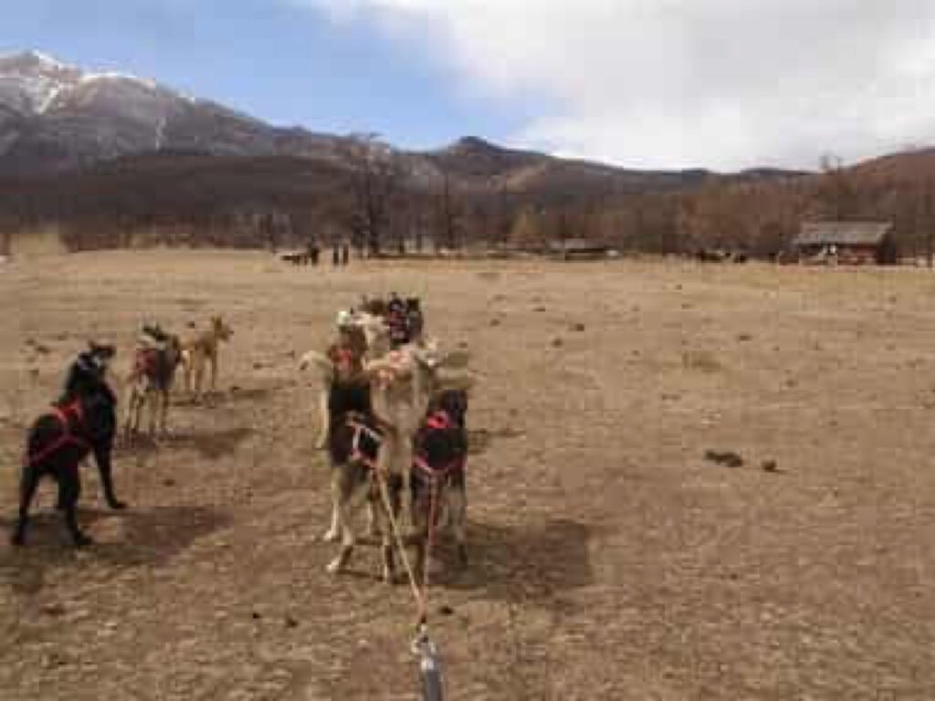 Chien de traîneau au Khövsgöl — étape 11 — Vers Khelengiin Uzuur