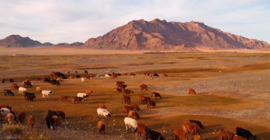 The West and the Kazakhs — Stage 13 — Flight to Ulaanbaatar and Khustai