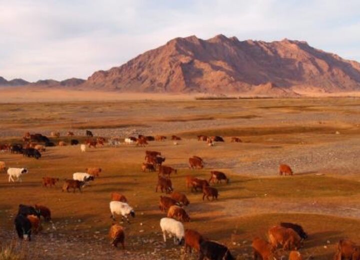 The West and the Kazakhs — Stage 13 — Flight to Ulaanbaatar and Khustai