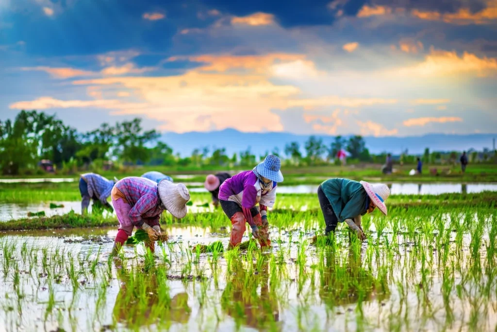 Bangkok and Surroundings — Stop 03 — Maha Sawat and its Lotus Farm