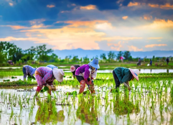 Bangkok and Surroundings — Stop 03 — Maha Sawat and its Lotus Farm