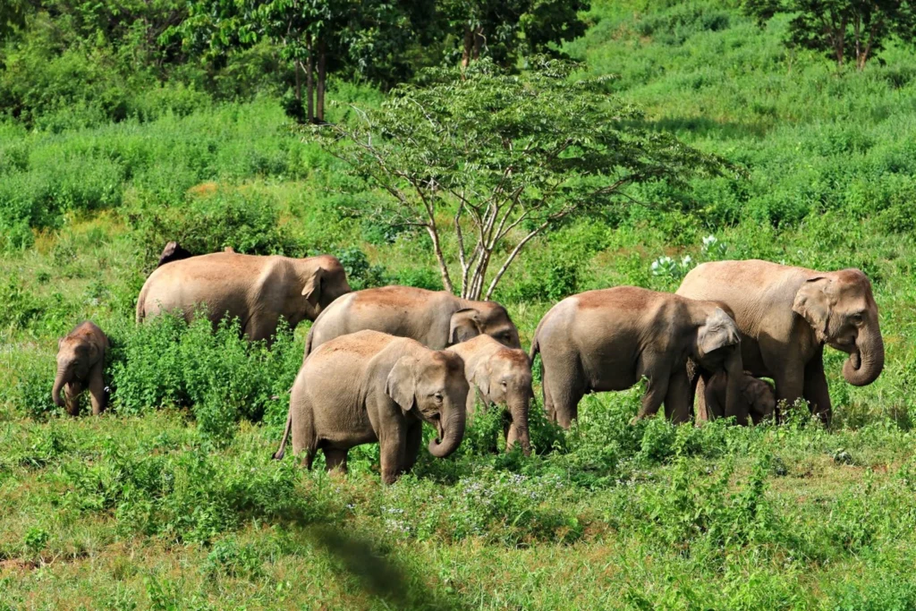 Bangkok and Surroundings — Stop 09 — Kui Buri National Park