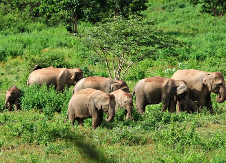 Bangkok and Surroundings — Stop 09 — Kui Buri National Park