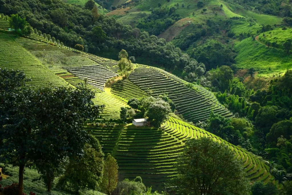 Scent of Thailand — stage 07 — Mae Salong Tea Plantations