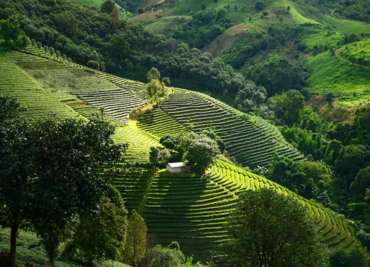 Scent of Thailand — stage 07 — Mae Salong Tea Plantations