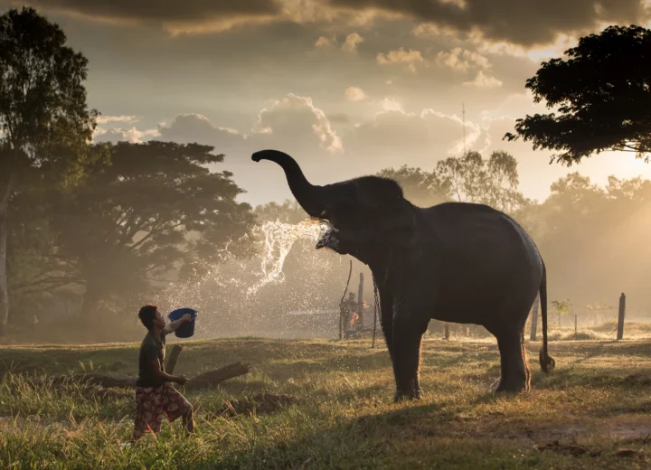 Scent of Thailand — stage 10 — With the Elephants