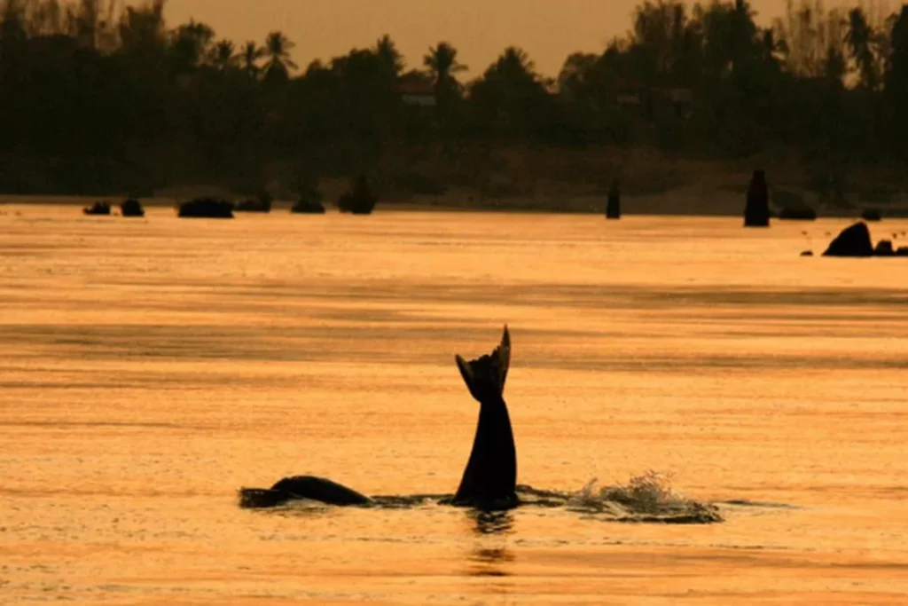 De Saigon au royaume d’Angkor — étape 12 — Kratie et les dauphins de l’Irrawaddy