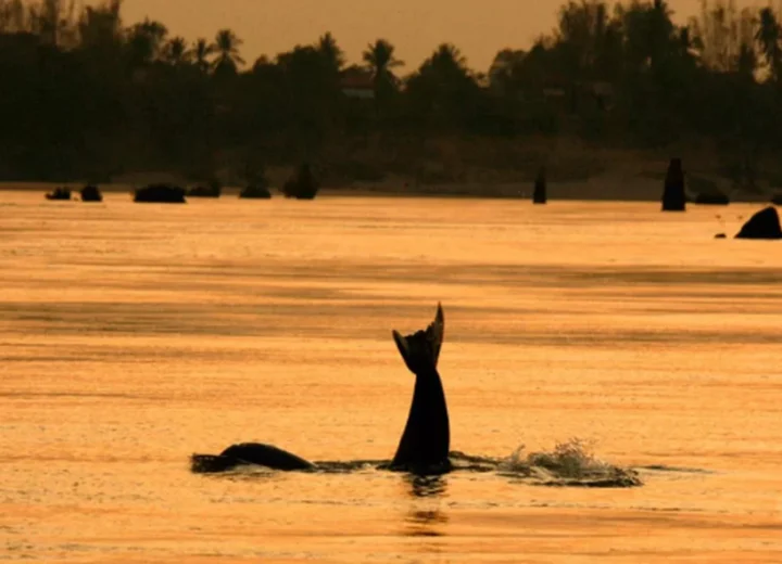 De Saigon au royaume d’Angkor — étape 12 — Kratie et les dauphins de l’Irrawaddy