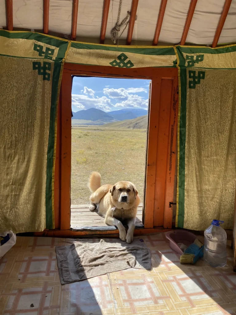 Le chien de la famille à la porte de la yourte