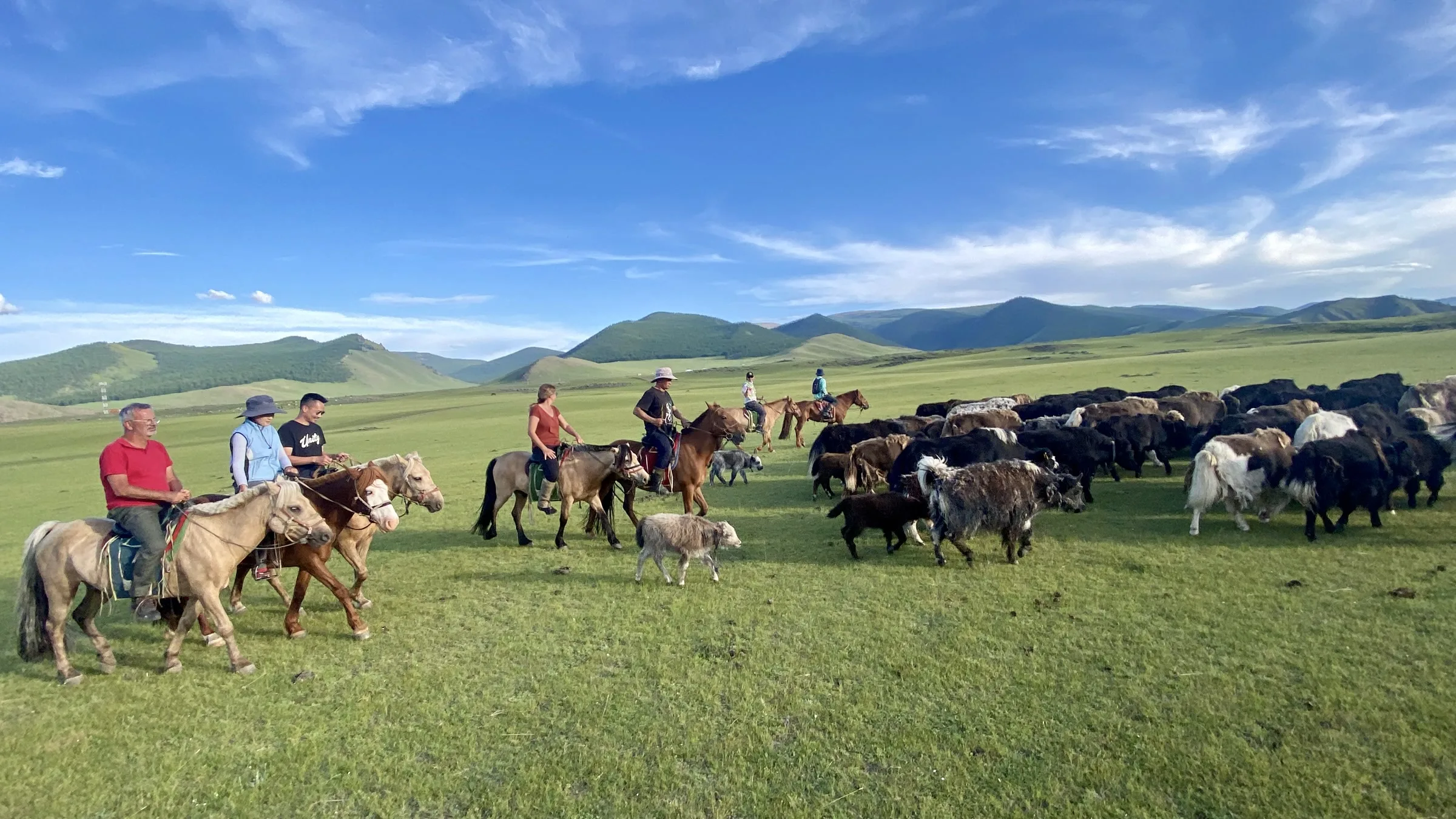 Voyageurs à cheval rassemblant le troupeau