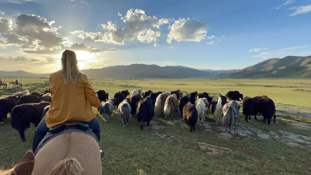 À cheval derrière le troupeau de yaks, au coucher du soleil