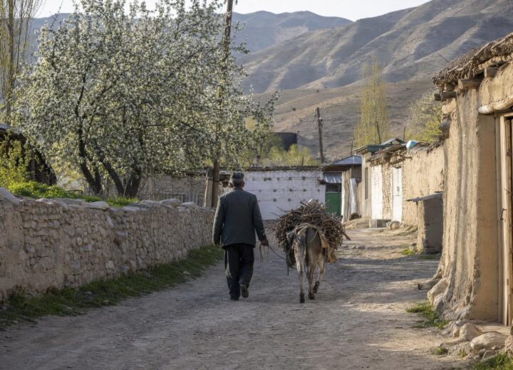 Villager leading a donkey loaded with wood through an alleyway in the village of Asraf, Nurata Mountains.